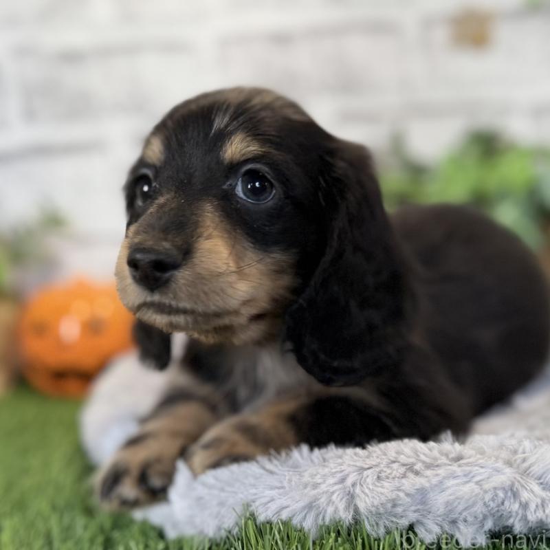 販売中の埼玉県のミニチュアダックスフンド(ロングヘアード)-423542の9枚目