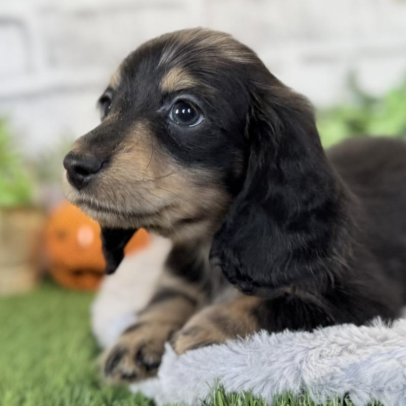販売中の埼玉県のミニチュアダックスフンド(ロングヘアード)-423542の8枚目