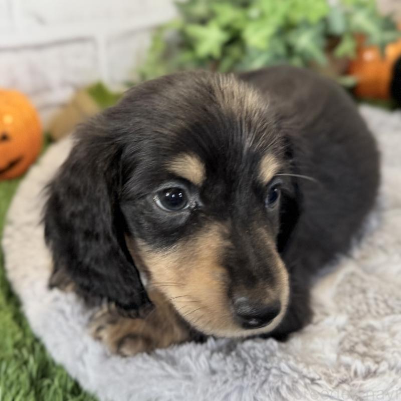 販売中の埼玉県のミニチュアダックスフンド(ロングヘアード)-423542の7枚目