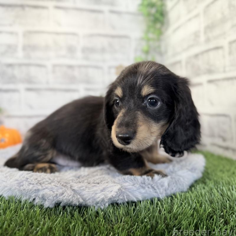 販売中の埼玉県のミニチュアダックスフンド(ロングヘアード)-423542の6枚目