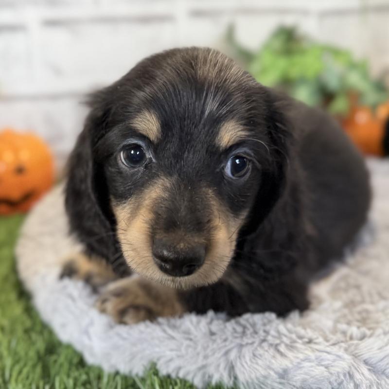 販売中の埼玉県のミニチュアダックスフンド(ロングヘアード)-423542の5枚目