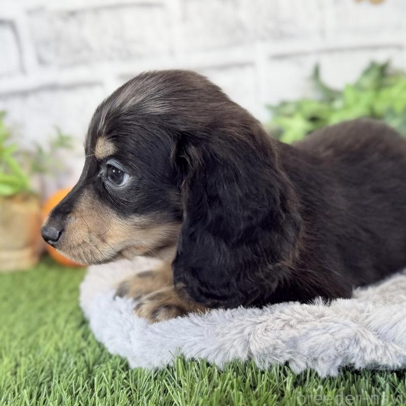 販売中の埼玉県のミニチュアダックスフンド(ロングヘアード)-423542の4枚目