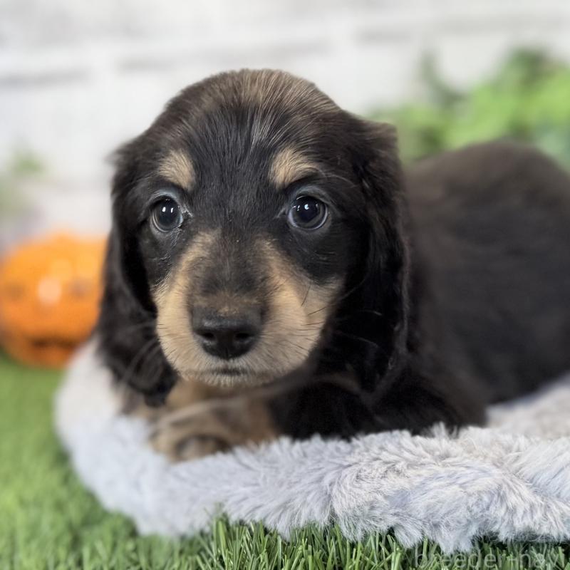 販売中の埼玉県のミニチュアダックスフンド(ロングヘアード)-423542の3枚目