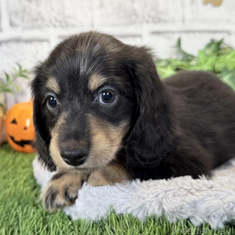 販売中の埼玉県のミニチュアダックスフンド(ロングヘアード)-423542の2枚目