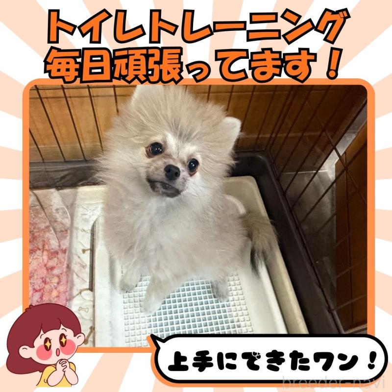 販売中の静岡県のポメラニアン-409681の5枚目