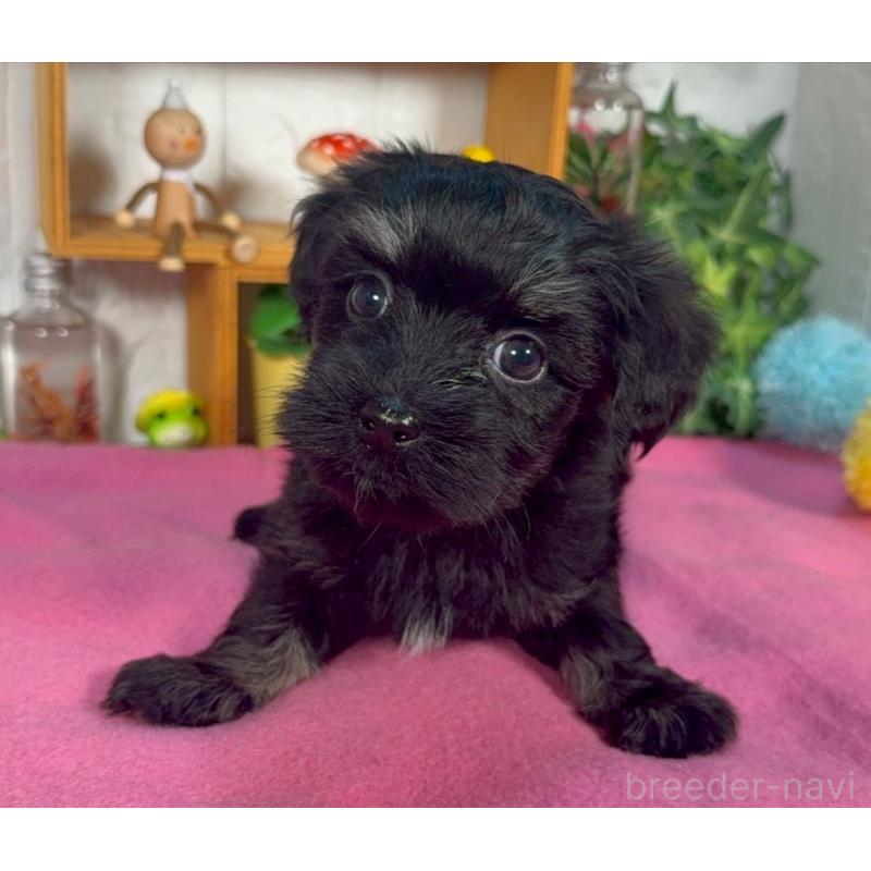 成約済の神奈川県のマルックス:マルチーズ×ミニチュアダックスフンド-416830の1枚目