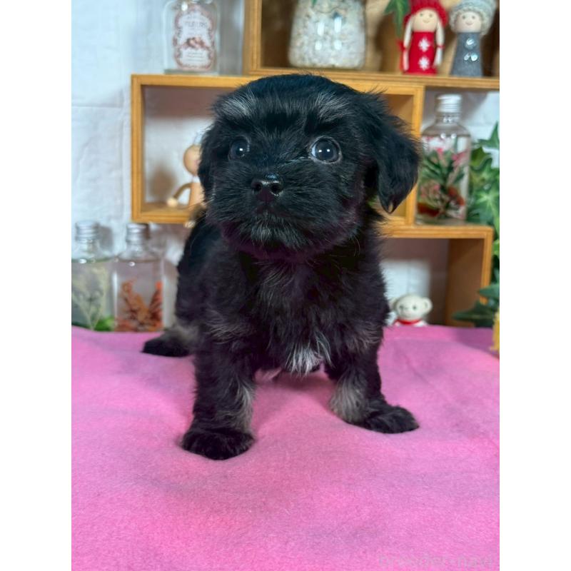 成約済の神奈川県のマルックス:マルチーズ×ミニチュアダックスフンド-416830の2枚目