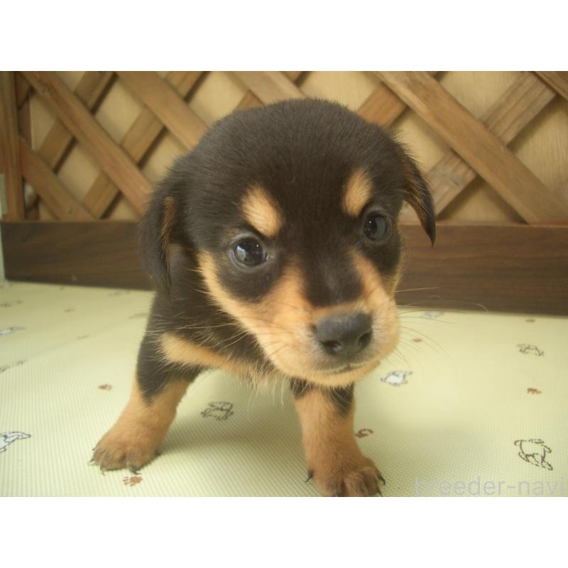 販売中の茨城県のミックス犬-423543の4枚目