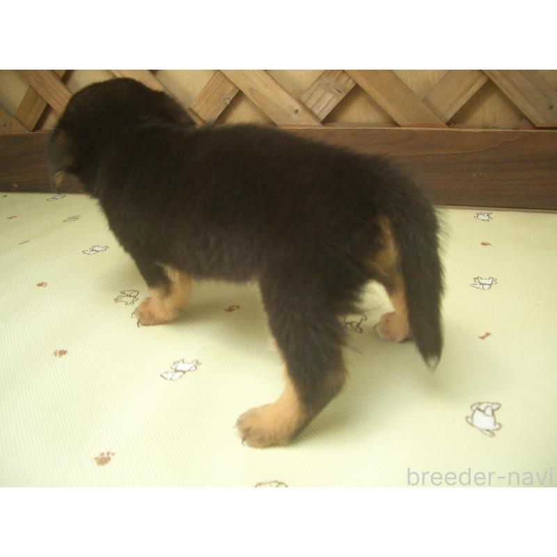 販売中の茨城県のミックス犬-423543の3枚目