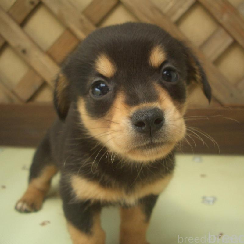 販売中の茨城県のミックス犬-423543の2枚目