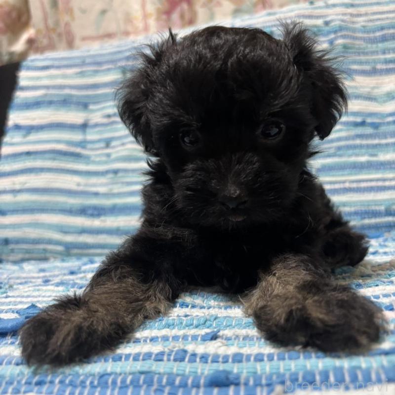 販売中の宮崎県のマルプー:マルチーズ×トイプードル-423544の1枚目