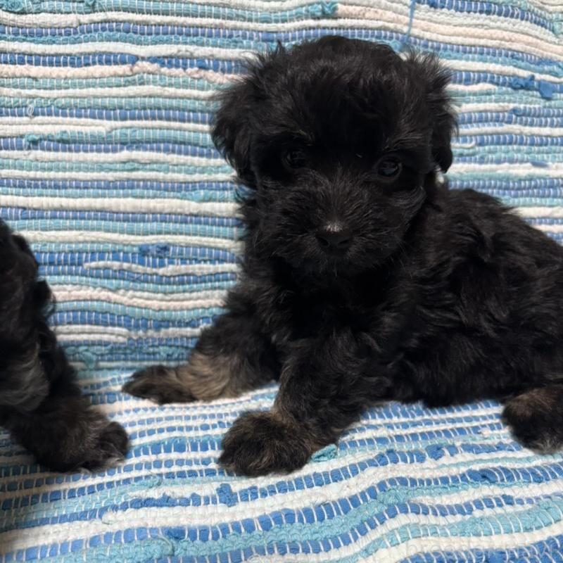 販売中の宮崎県のマルプー:マルチーズ×トイプードル-423544の6枚目