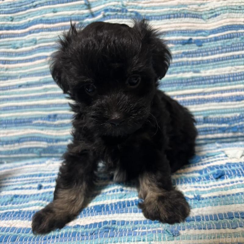 販売中の宮崎県のマルプー:マルチーズ×トイプードル-423544の5枚目