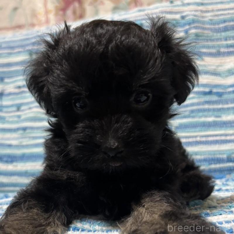 販売中の宮崎県のマルプー:マルチーズ×トイプードル-423544の4枚目