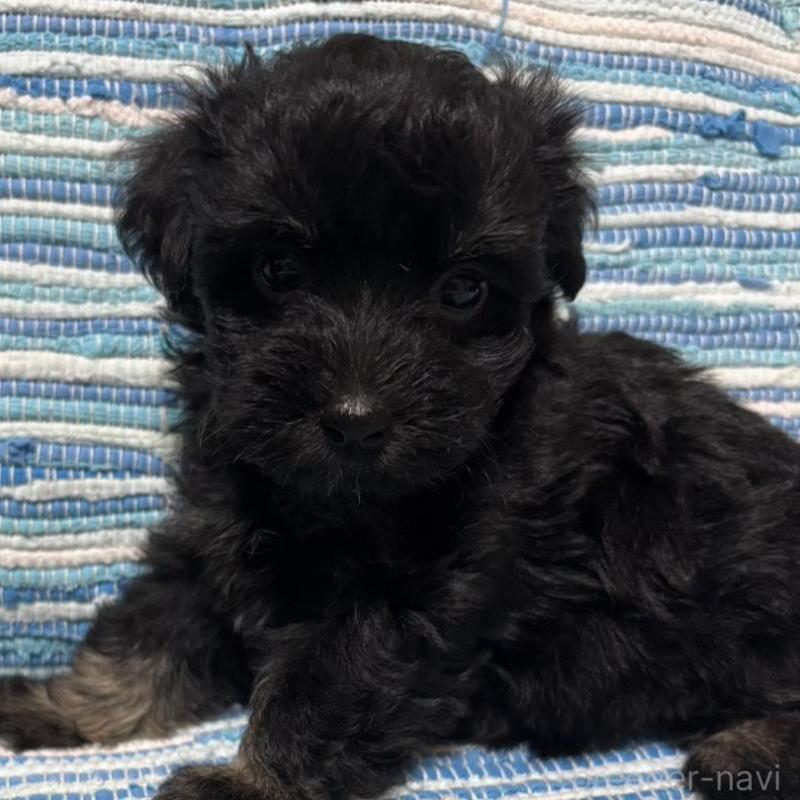 販売中の宮崎県のマルプー:マルチーズ×トイプードル-423544の3枚目