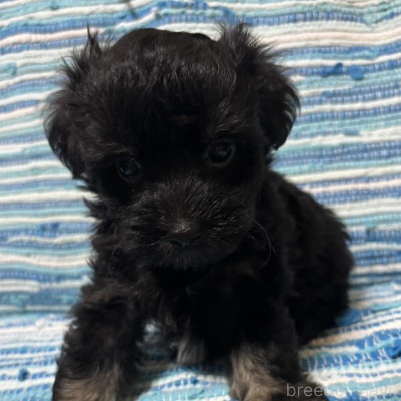 販売中の宮崎県のマルプー:マルチーズ×トイプードル-423544の2枚目