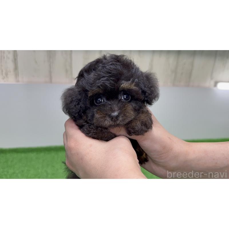 販売中の新潟県のティーカッププードル-423548の5枚目