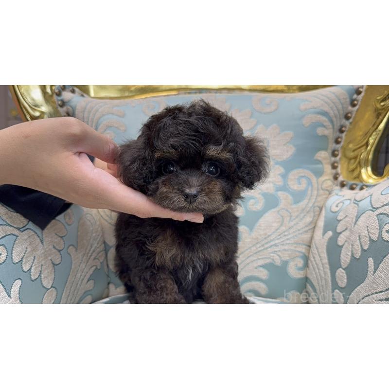 販売中の新潟県のティーカッププードル-423548の4枚目