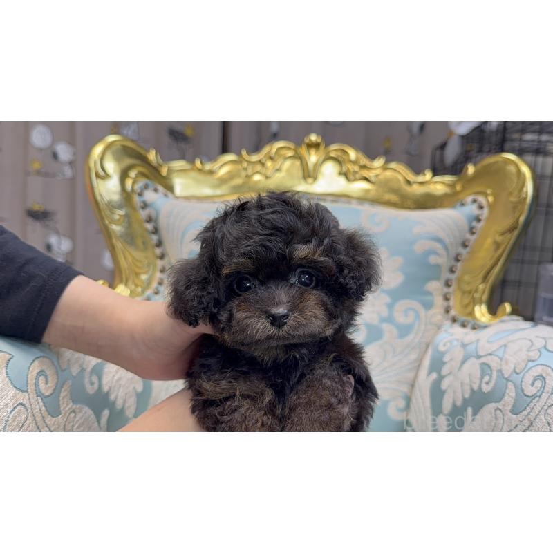 販売中の新潟県のティーカッププードル-423548の3枚目