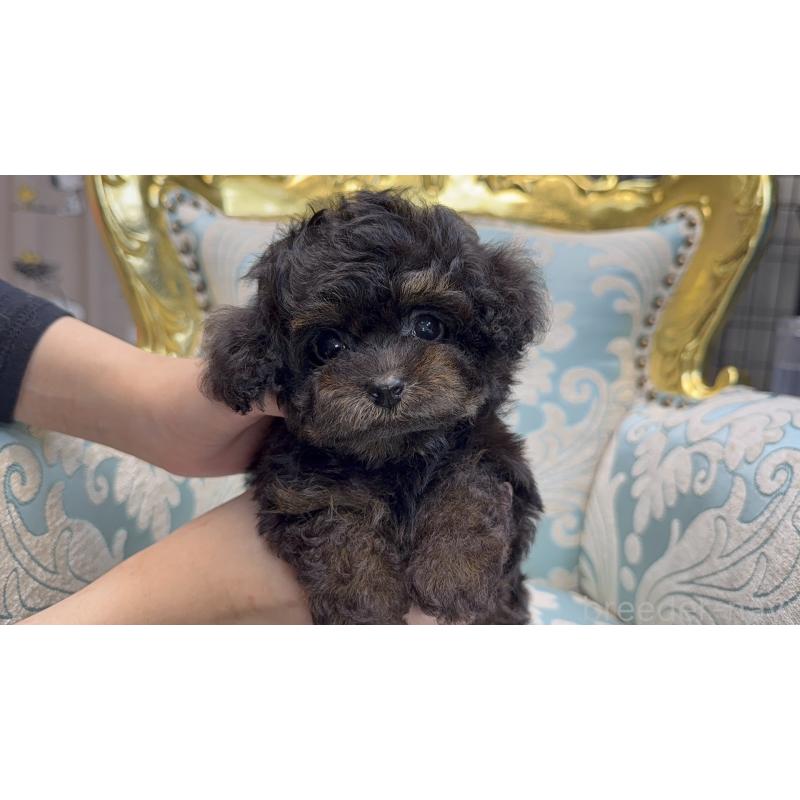 販売中の新潟県のティーカッププードル-423548の2枚目