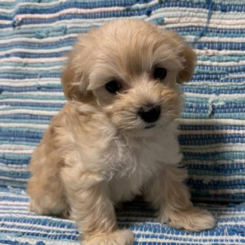 販売中の宮崎県のマルプー:マルチーズ×トイプードル-423545の1枚目