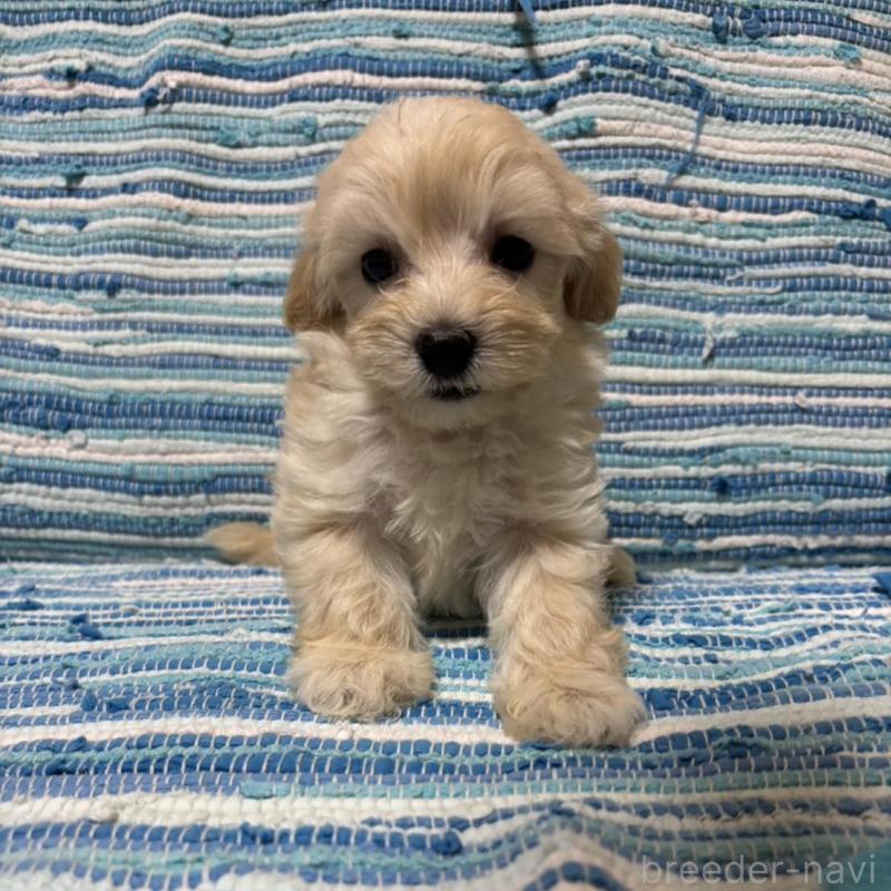 販売中の宮崎県のマルプー:マルチーズ×トイプードル-423545の4枚目