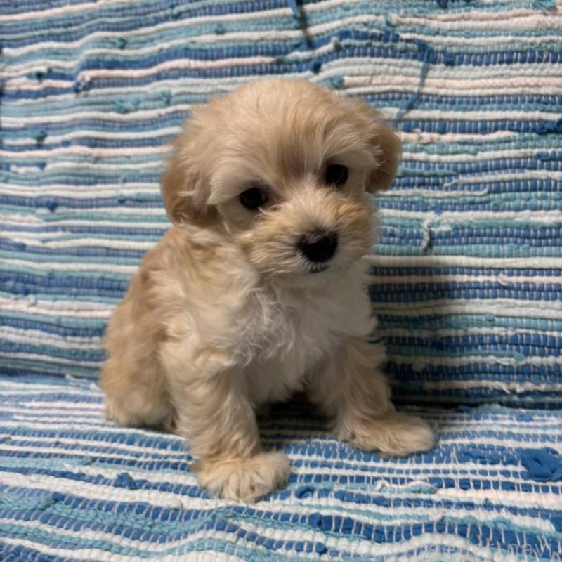販売中の宮崎県のマルプー:マルチーズ×トイプードル-423545の3枚目