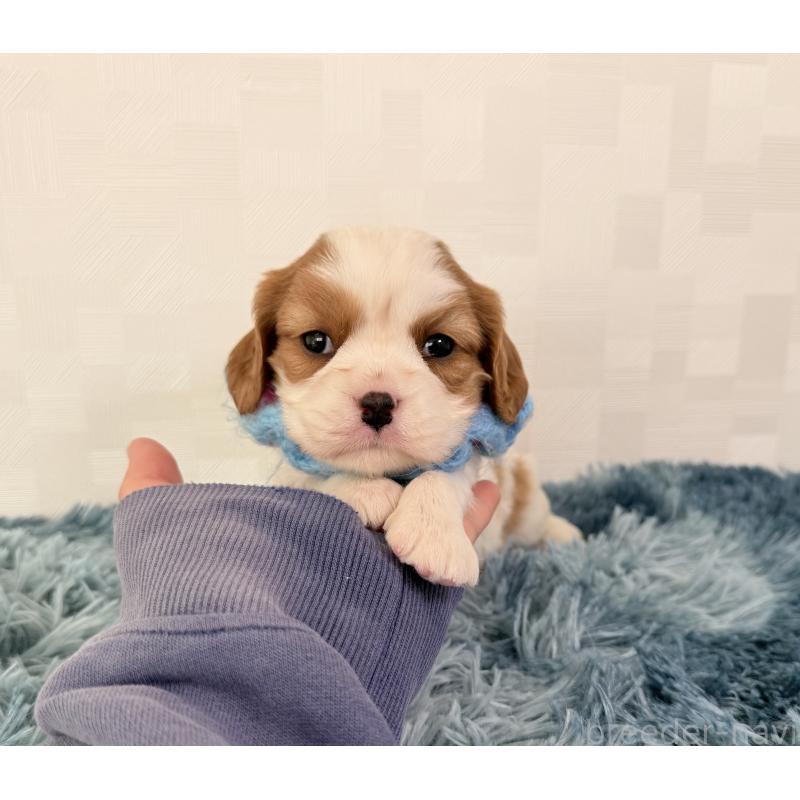 販売中の埼玉県のキャバリアキングチャールズスパニエル-423546の5枚目