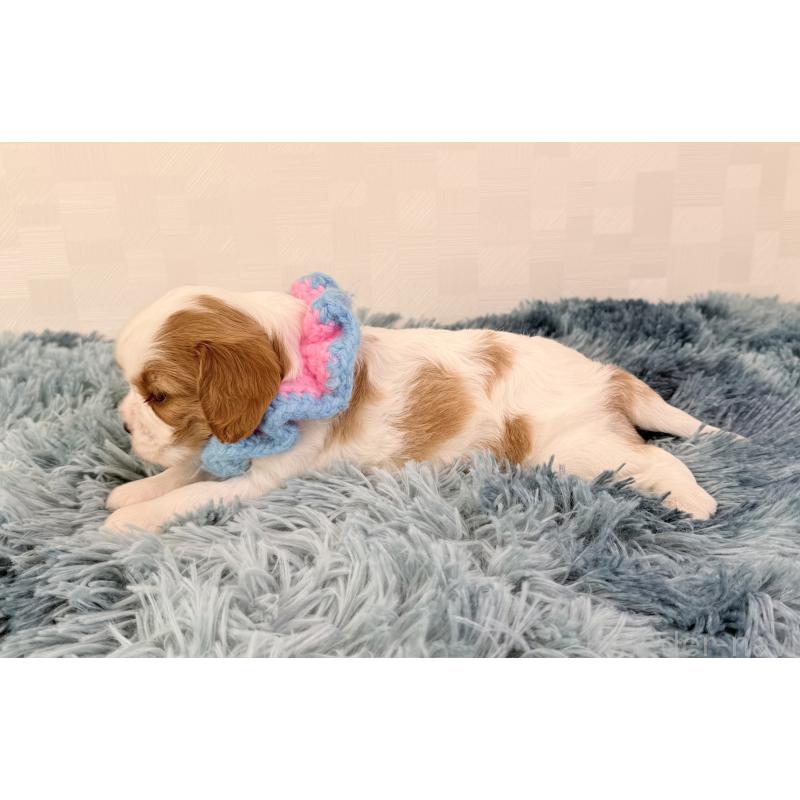 販売中の埼玉県のキャバリアキングチャールズスパニエル-423546の4枚目