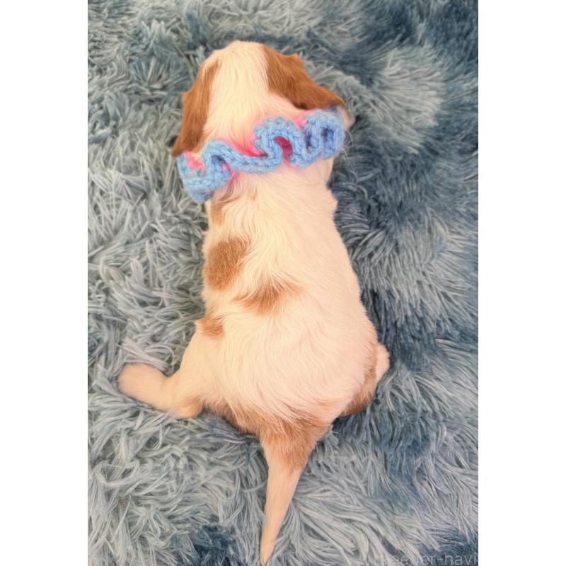 販売中の埼玉県のキャバリアキングチャールズスパニエル-423546の3枚目