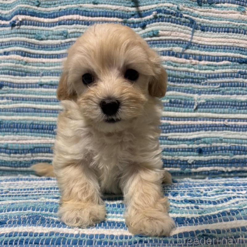 販売中の宮崎県のマルプー:マルチーズ×トイプードル-423545の2枚目