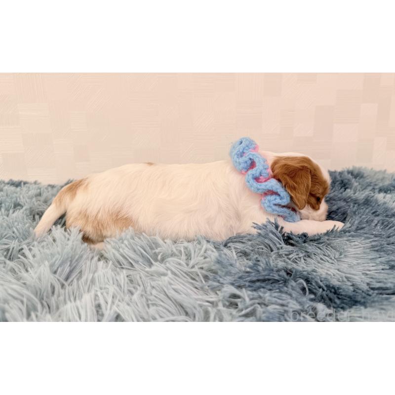 販売中の埼玉県のキャバリアキングチャールズスパニエル-423546の2枚目