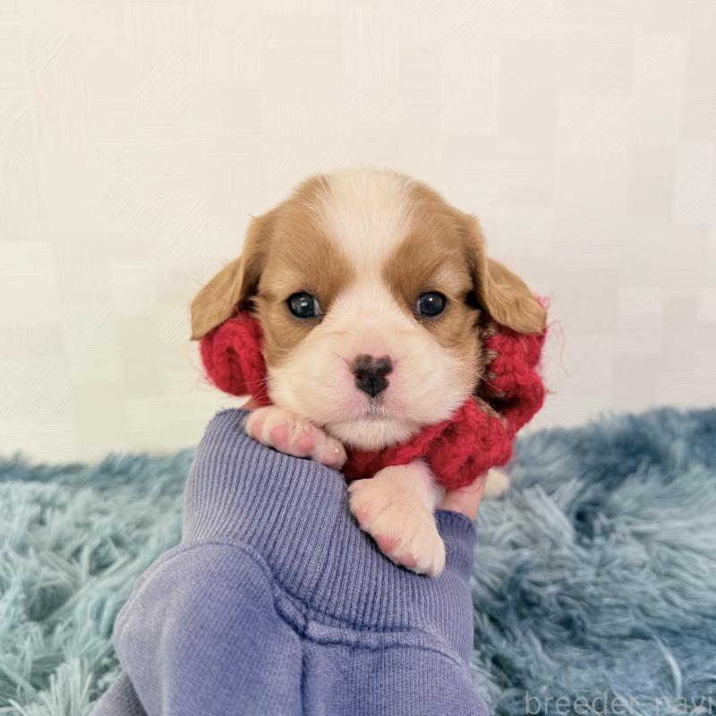 販売中の埼玉県のキャバリアキングチャールズスパニエル-423547の1枚目