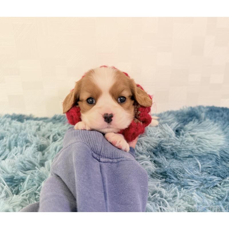 販売中の埼玉県のキャバリアキングチャールズスパニエル-423547の5枚目