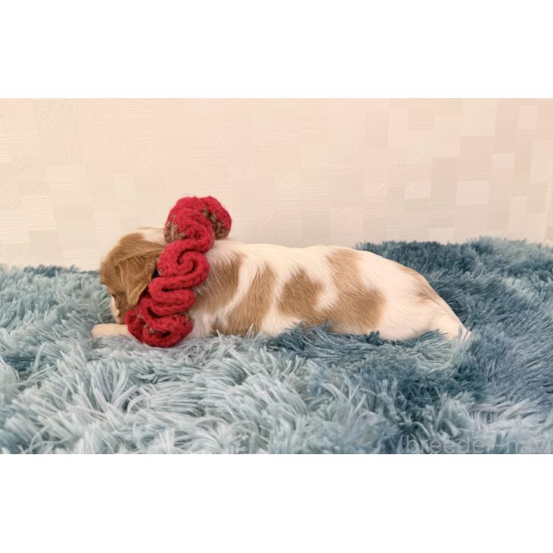 販売中の埼玉県のキャバリアキングチャールズスパニエル-423547の4枚目