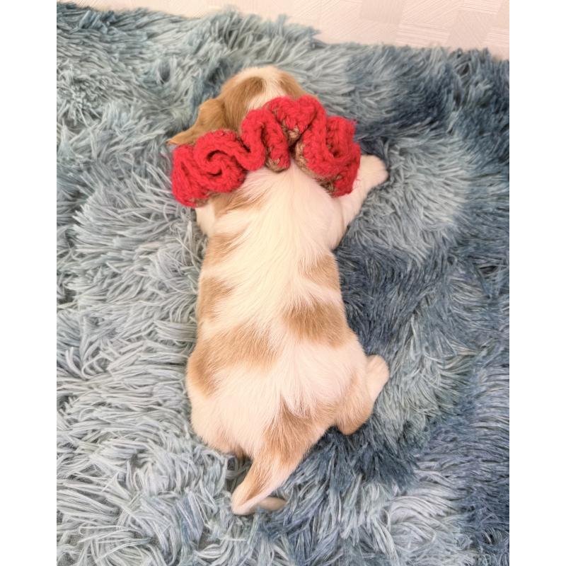 販売中の埼玉県のキャバリアキングチャールズスパニエル-423547の3枚目