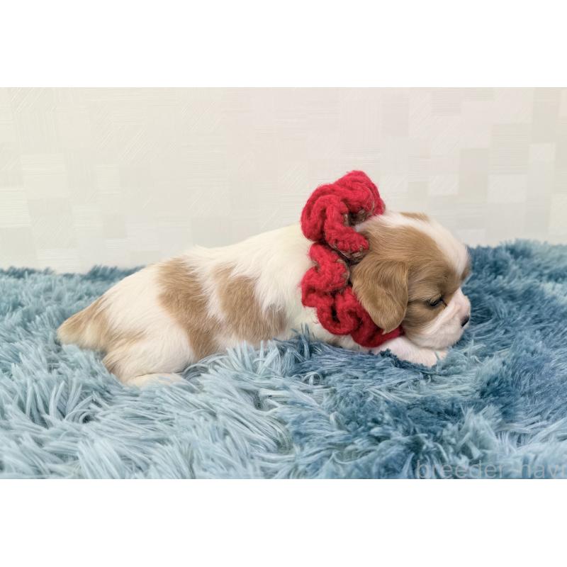 販売中の埼玉県のキャバリアキングチャールズスパニエル-423547の2枚目