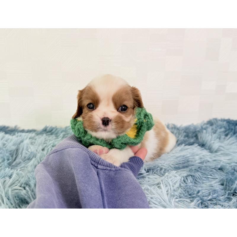 販売中の埼玉県のキャバリアキングチャールズスパニエル-423549の5枚目