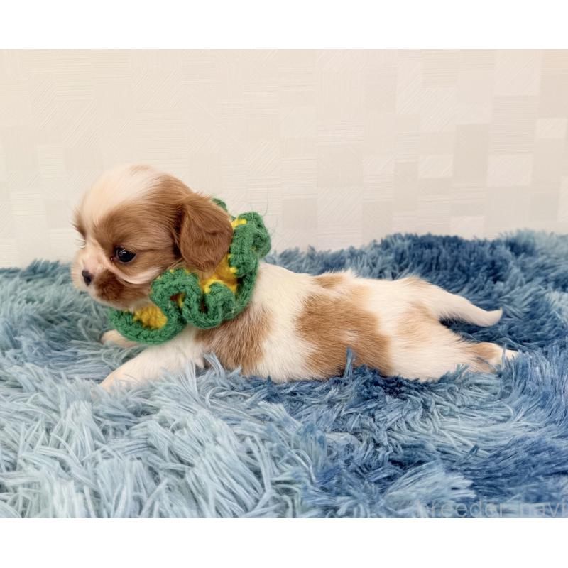 販売中の埼玉県のキャバリアキングチャールズスパニエル-423549の4枚目