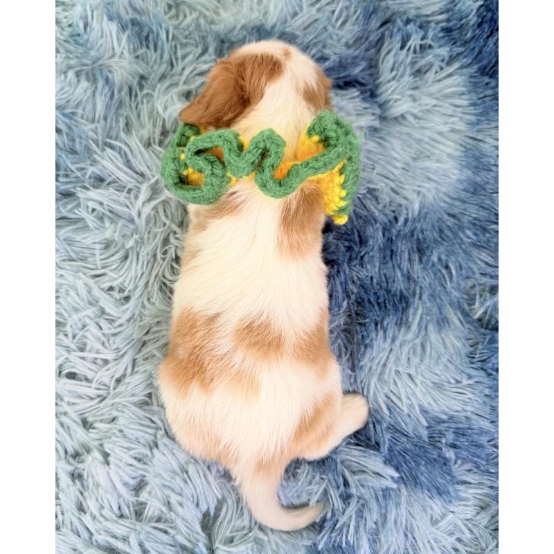 販売中の埼玉県のキャバリアキングチャールズスパニエル-423549の3枚目