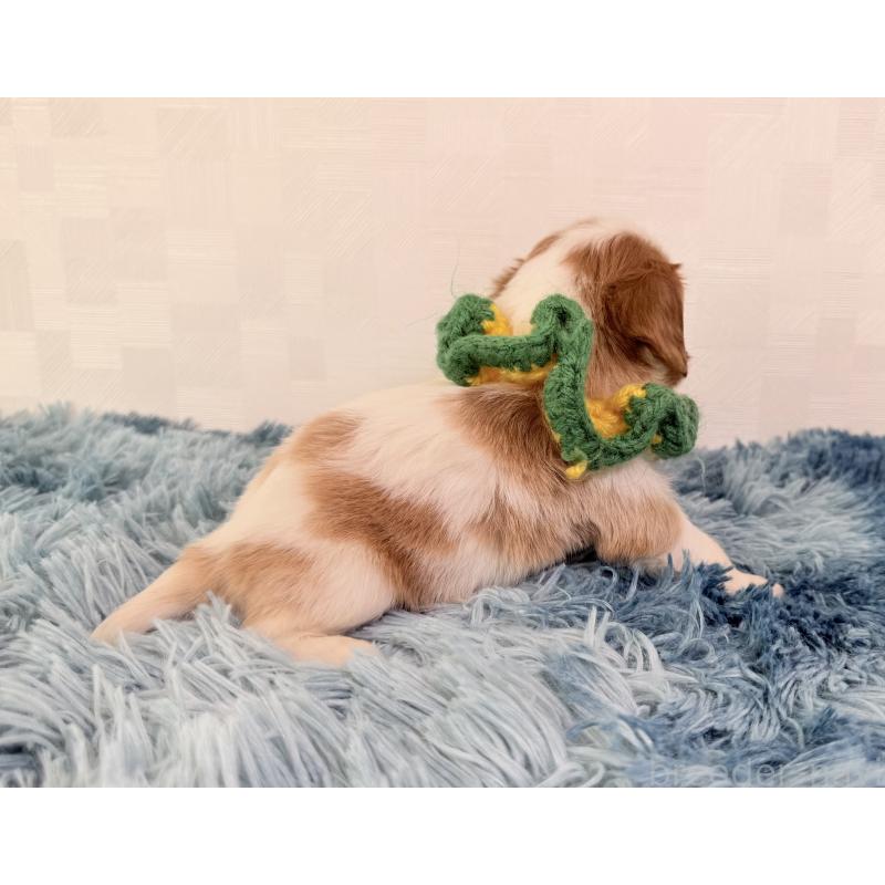 販売中の埼玉県のキャバリアキングチャールズスパニエル-423549の2枚目