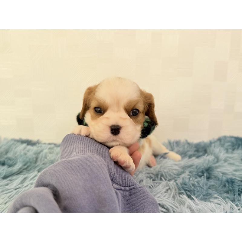 販売中の埼玉県のキャバリアキングチャールズスパニエル-423550の5枚目