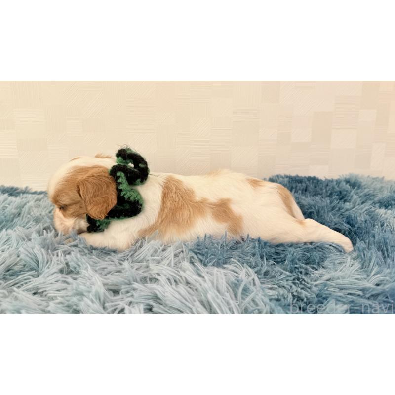 販売中の埼玉県のキャバリアキングチャールズスパニエル-423550の4枚目