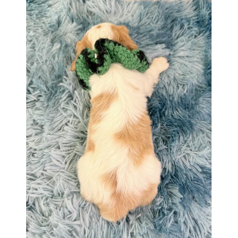 販売中の埼玉県のキャバリアキングチャールズスパニエル-423550の3枚目