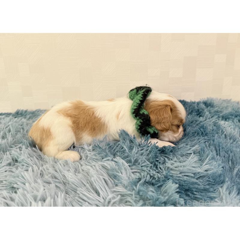 販売中の埼玉県のキャバリアキングチャールズスパニエル-423550の2枚目