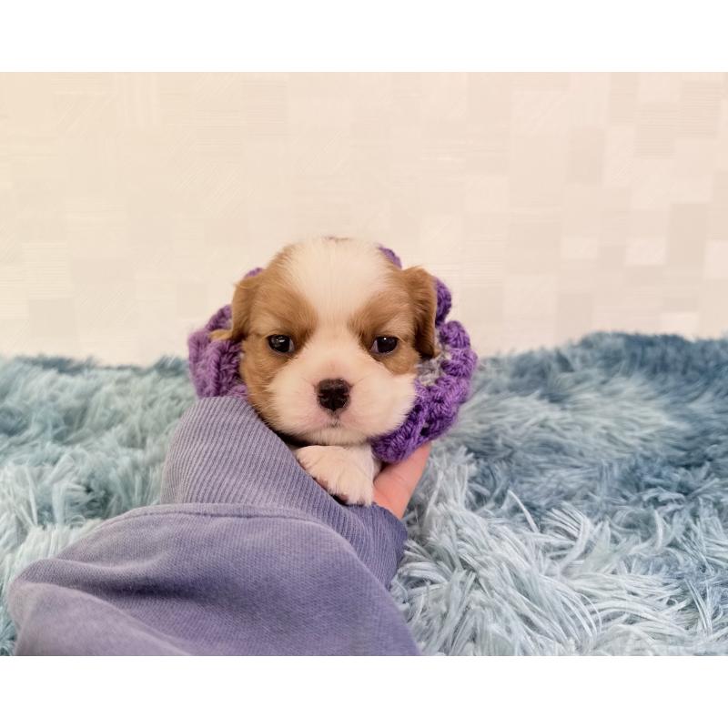 販売中の埼玉県のキャバリアキングチャールズスパニエル-423551の5枚目