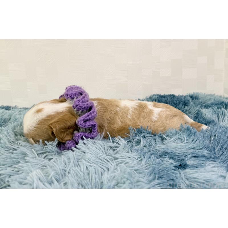 販売中の埼玉県のキャバリアキングチャールズスパニエル-423551の4枚目