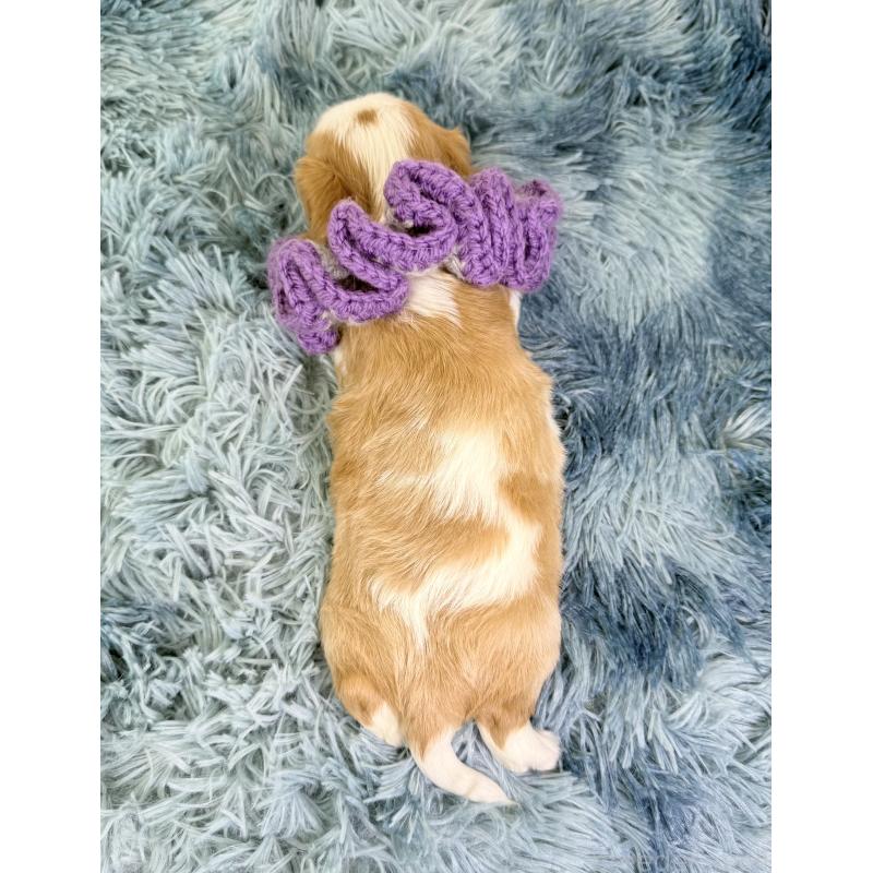 販売中の埼玉県のキャバリアキングチャールズスパニエル-423551の3枚目