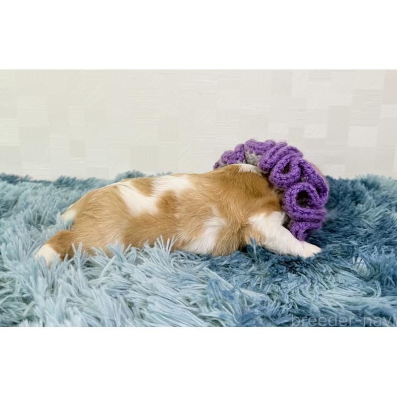 販売中の埼玉県のキャバリアキングチャールズスパニエル-423551の2枚目