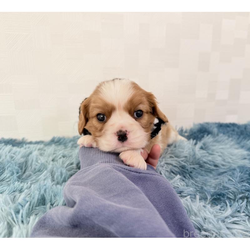 販売中の埼玉県のキャバリアキングチャールズスパニエル-423552の5枚目